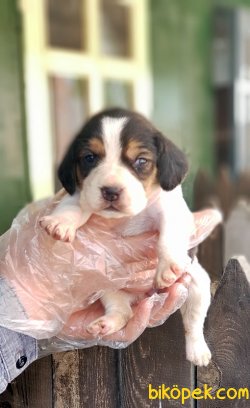 BEAGLE YAVRULARIMIZ 5