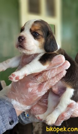 BEAGLE YAVRULARIMIZ 4