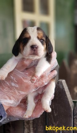 BEAGLE YAVRULARIMIZ 1