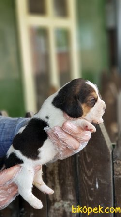 BEAGLE YAVRULARIMIZ 2