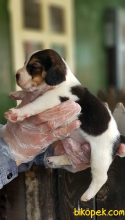 BEAGLE YAVRULARIMIZ 3