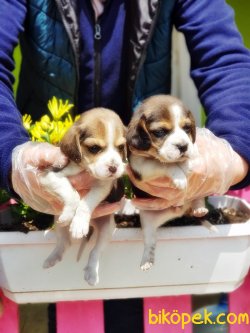 BEAGLE YAVRULARIMIZ 5