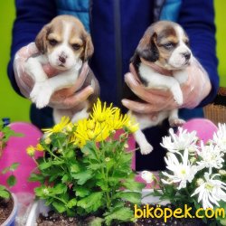 BEAGLE YAVRULARIMIZ 4