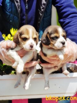 BEAGLE YAVRULARIMIZ 3