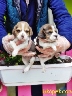 BEAGLE YAVRULARIMIZ 2