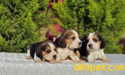 Beagle Yavrularımız 3