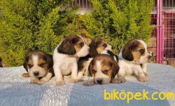 Beagle Yavrularımız 5