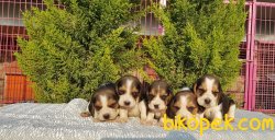 Beagle Yavrularımız 1