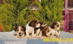 Beagle Yavrularımız 4