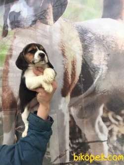 BEAGLE YAVRULARIMIZ 3