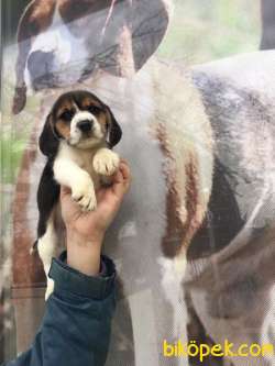 BEAGLE YAVRULARIMIZ 2