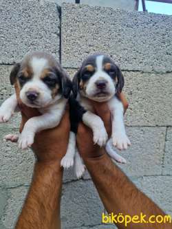 BEAGLE YAVRULARİMİZ 1