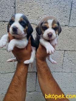 BEAGLE YAVRULARİMİZ 2