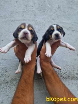BEAGLE YAVRULARİMİZ 3