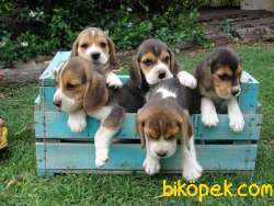 Beagle Yavrularımız Evinizin Neşesi Olacaktır