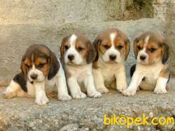 Beagle Yavrularımız Evinizin Neşesi Olacaktır 2