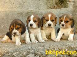 Beagle Yavrularımız Evinizin Neşesi Olacaktır 3