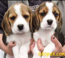 Beagle Yavrularımız Orjinal Safkan 3