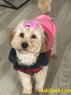 Gerekli Aşıları Yapılmış Akıllı Harika Bir Dost 1