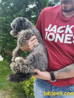 Bebeğimiz Poodle 3