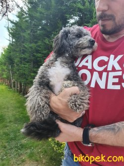 Bebeğimiz Poodle 2