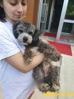 Bebeğimiz Poodle 1