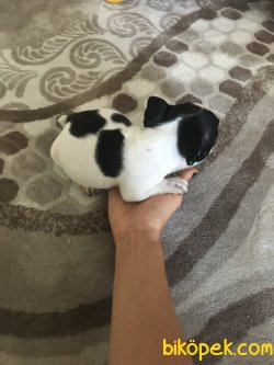Bebek French Bulldog 3