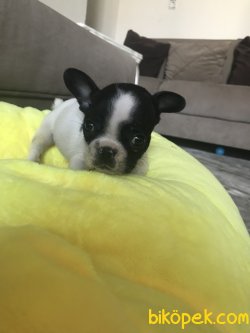 Bebek French Bulldog 1