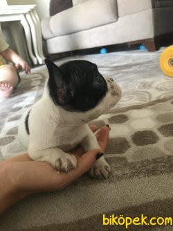 Bebek French Bulldog 2