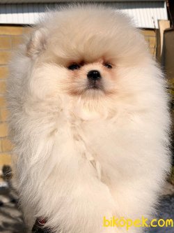 Bebek Pomeranian Boo Ayı Surat Basık Burunlu 2
