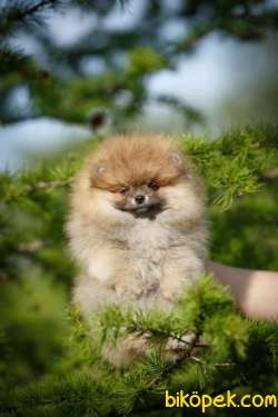 BEBEK POMERANİAN YAVRULARIMIZ 1