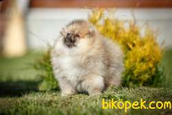 BEBEK POMERANİAN YAVRULARIMIZ 2