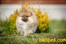 BEBEK POMERANİAN YAVRULARIMIZ 3