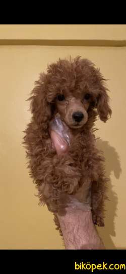 BEBEK POODLE YAVRULARIMIZ 1