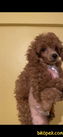 BEBEK POODLE YAVRULARIMIZ 2