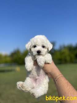 Bebek Surat 0 Numara Maltese Terrier Yavrularimiz 1