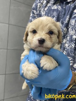 BEBEK SURAT 0 NUMARA MALTIPOO YAVRULARIMIZ 3