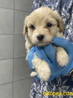 BEBEK SURAT 0 NUMARA MALTIPOO YAVRULARIMIZ 1