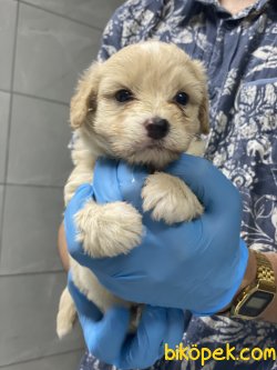 BEBEK SURAT 0 NUMARA MALTIPOO YAVRULARIMIZ 2