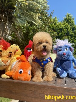 Bebek Surat Basık Burunlu Toy Poodle Yavrular 3
