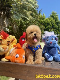 Bebek Surat Basık Burunlu Toy Poodle Yavrular 1