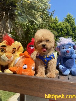 Bebek Surat Basık Burunlu Toy Poodle Yavrular 2