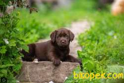 Bebek Surat Cikolata Labrador Yavrularimiz 1