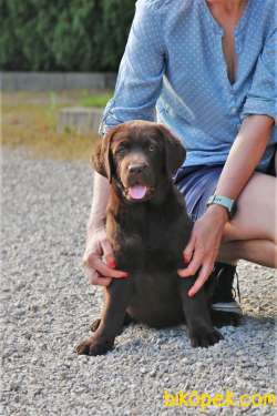Bebek Surat Cikolata Labrador Yavrularimiz 3