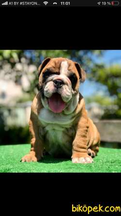 Bebek Surat Ingiliz Bulldog Yavrular 1