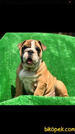 Bebek Surat Ingiliz Bulldog Yavrular 3