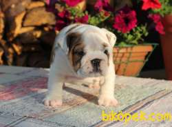 Bebek Surat Ingiliz Bulldog Yavrularimiz 4