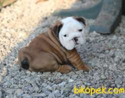 Bebek Surat Ingiliz Bulldog Yavrularimiz 2