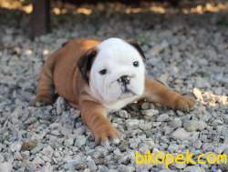 Bebek Surat Ingiliz Bulldog Yavrularimiz 1