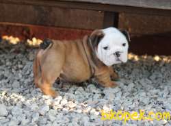 Bebek Surat Ingiliz Bulldog Yavrularimiz 3